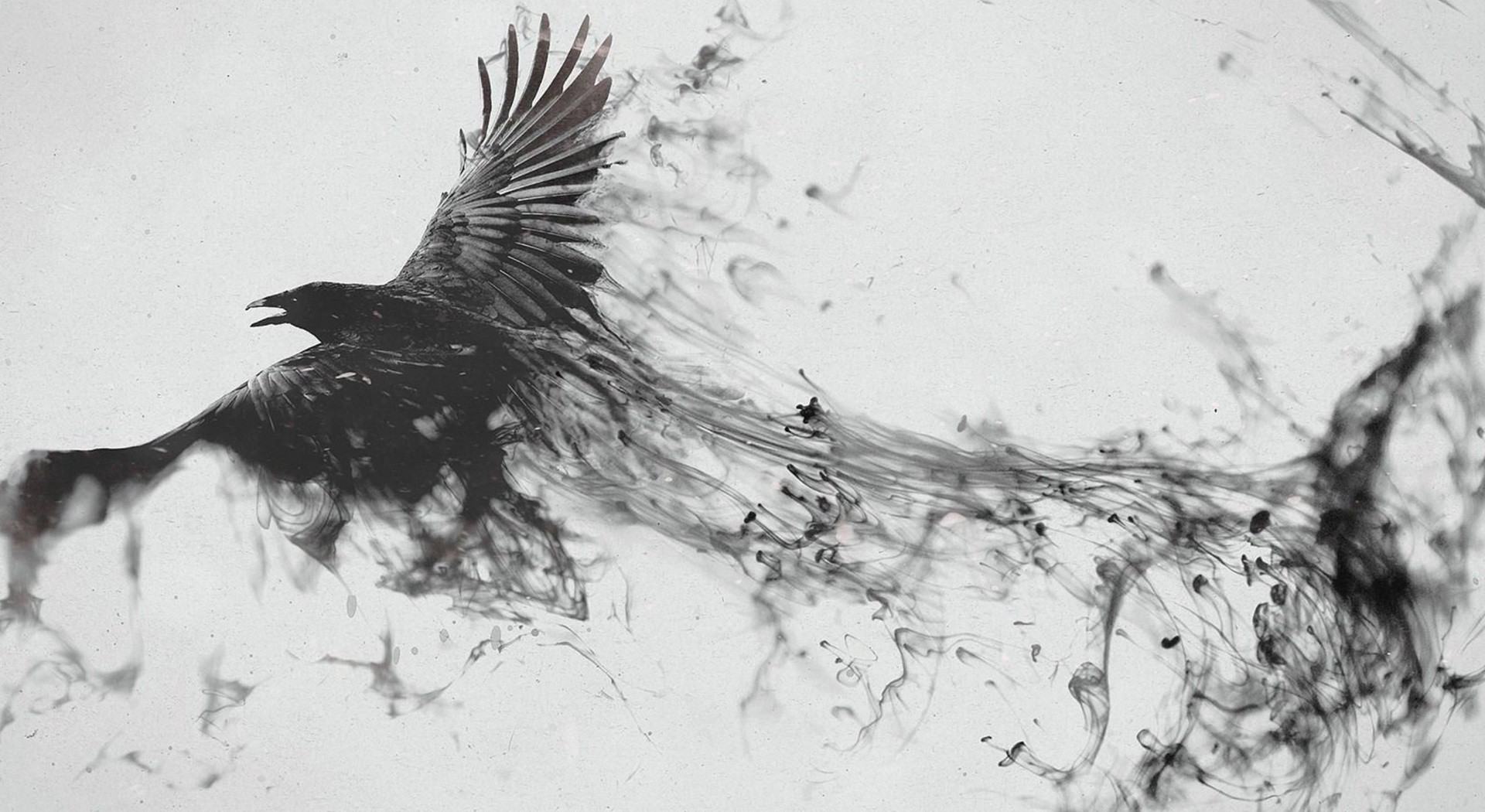 raven birds Wallpaper