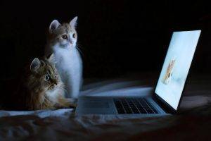 cat laptop
