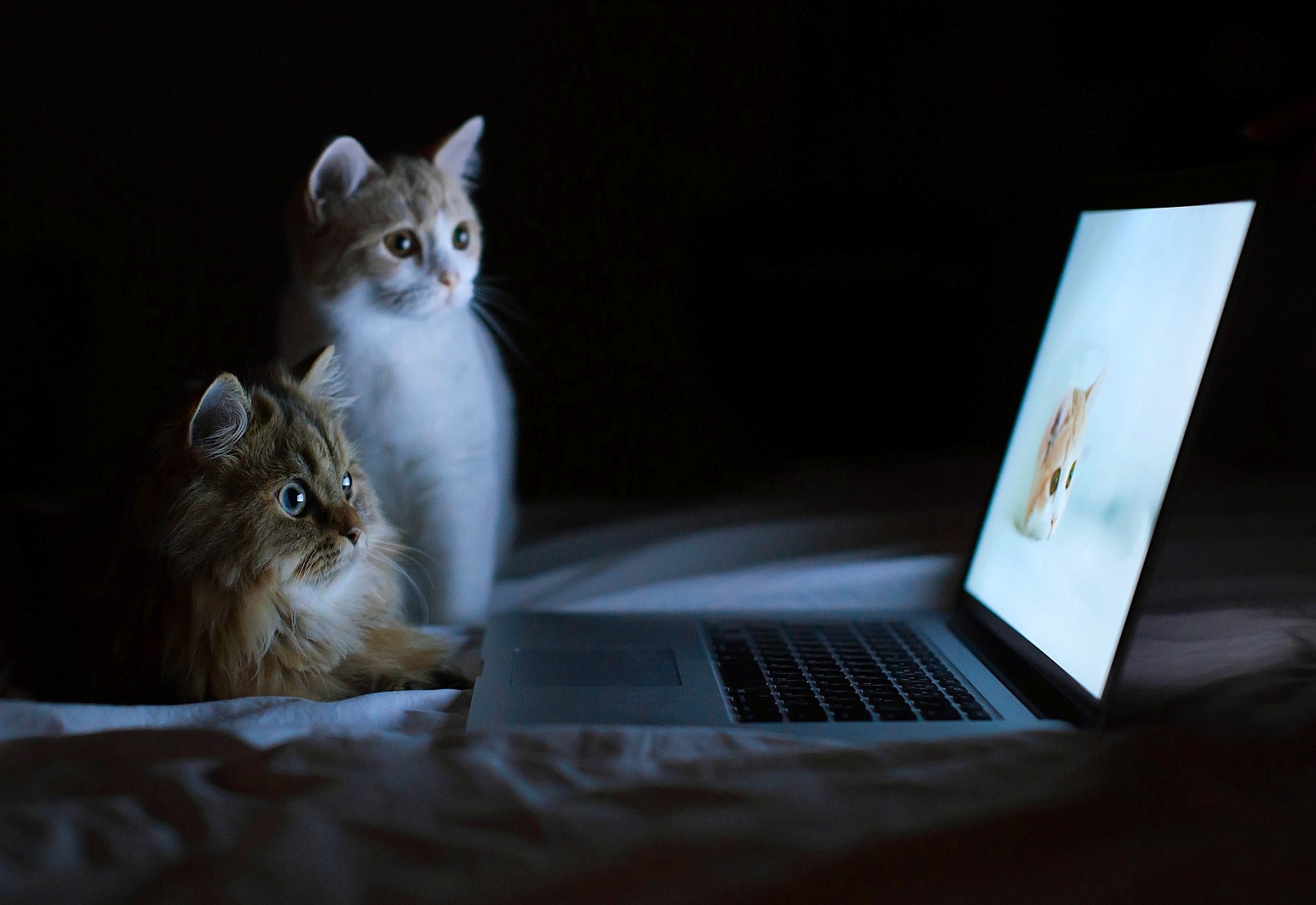 cat laptop Wallpaper