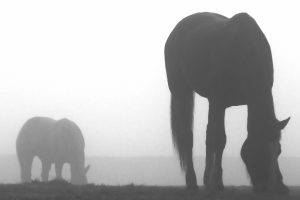 horse monochrome
