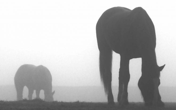 horse monochrome HD Wallpaper Desktop Background