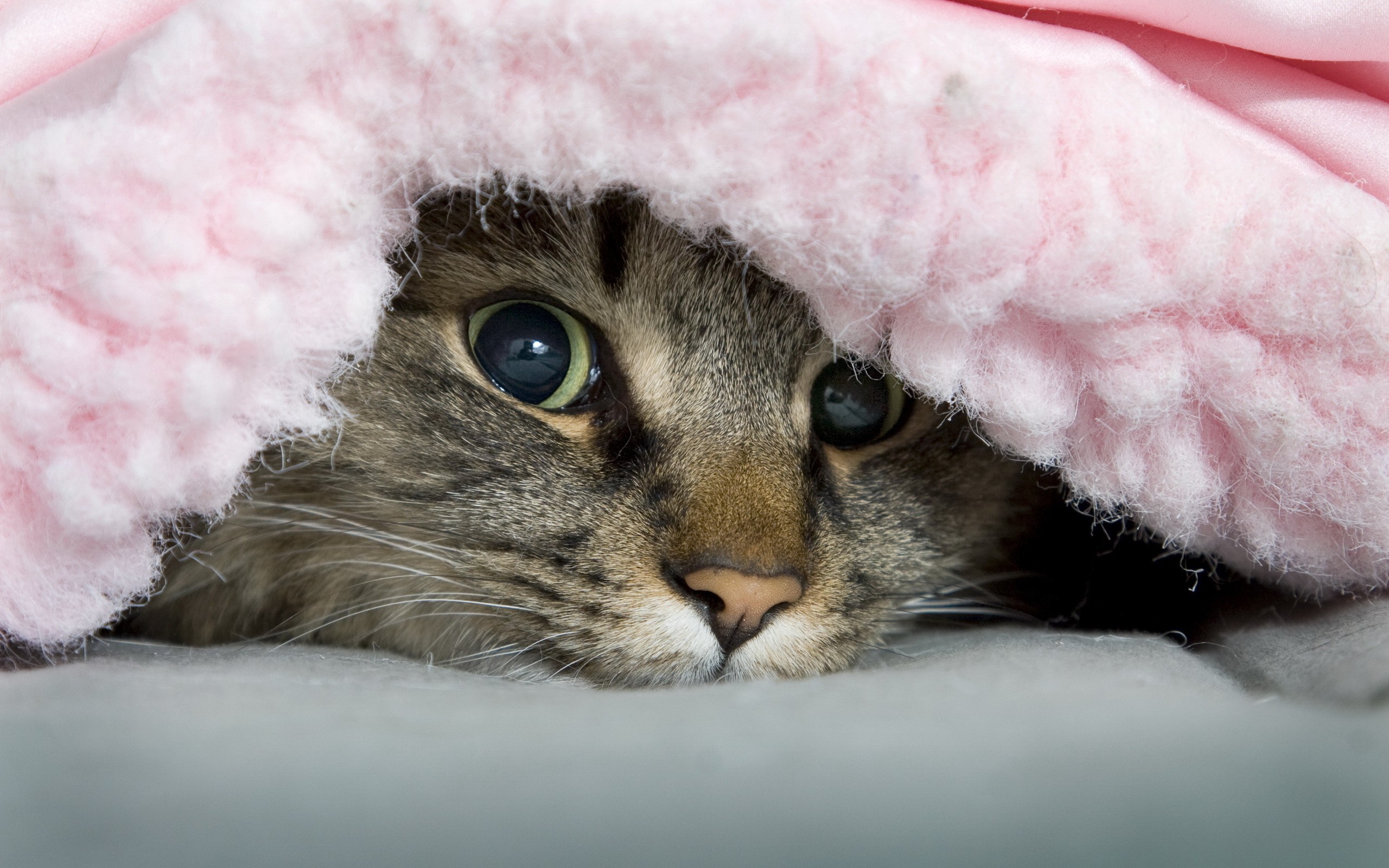 cat Wallpaper