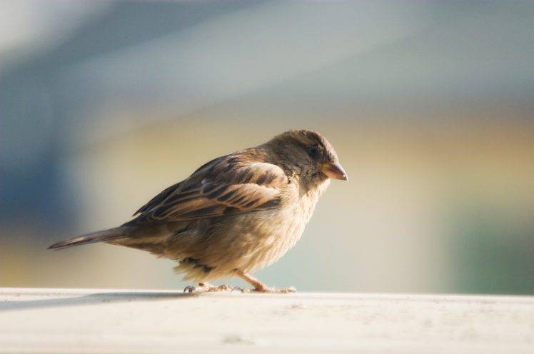 birds sparrows HD Wallpaper Desktop Background