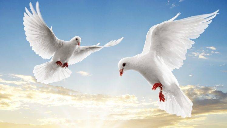 doves birds HD Wallpaper Desktop Background