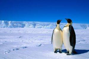 penguins snow birds