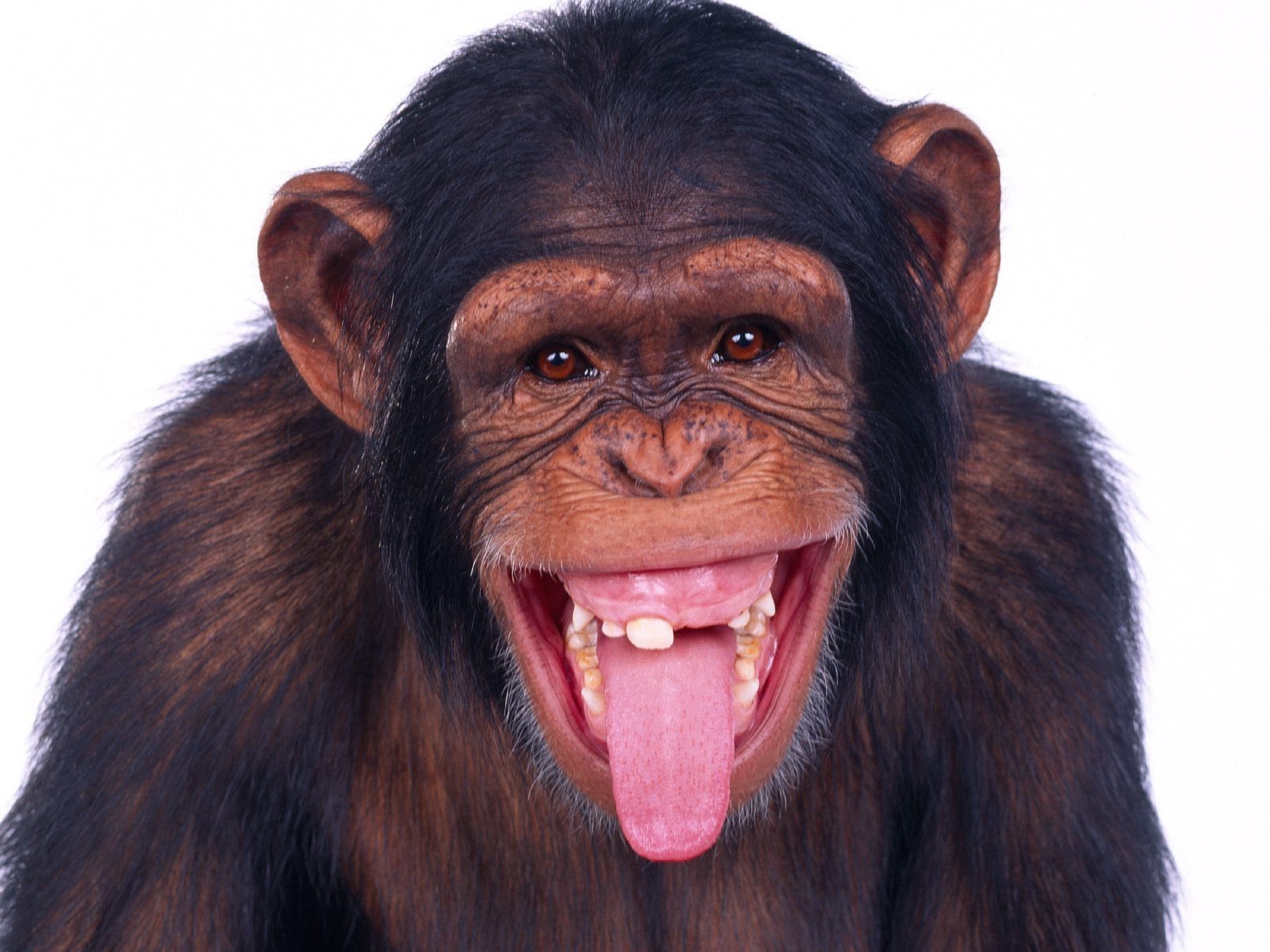 monkeys apes Wallpaper