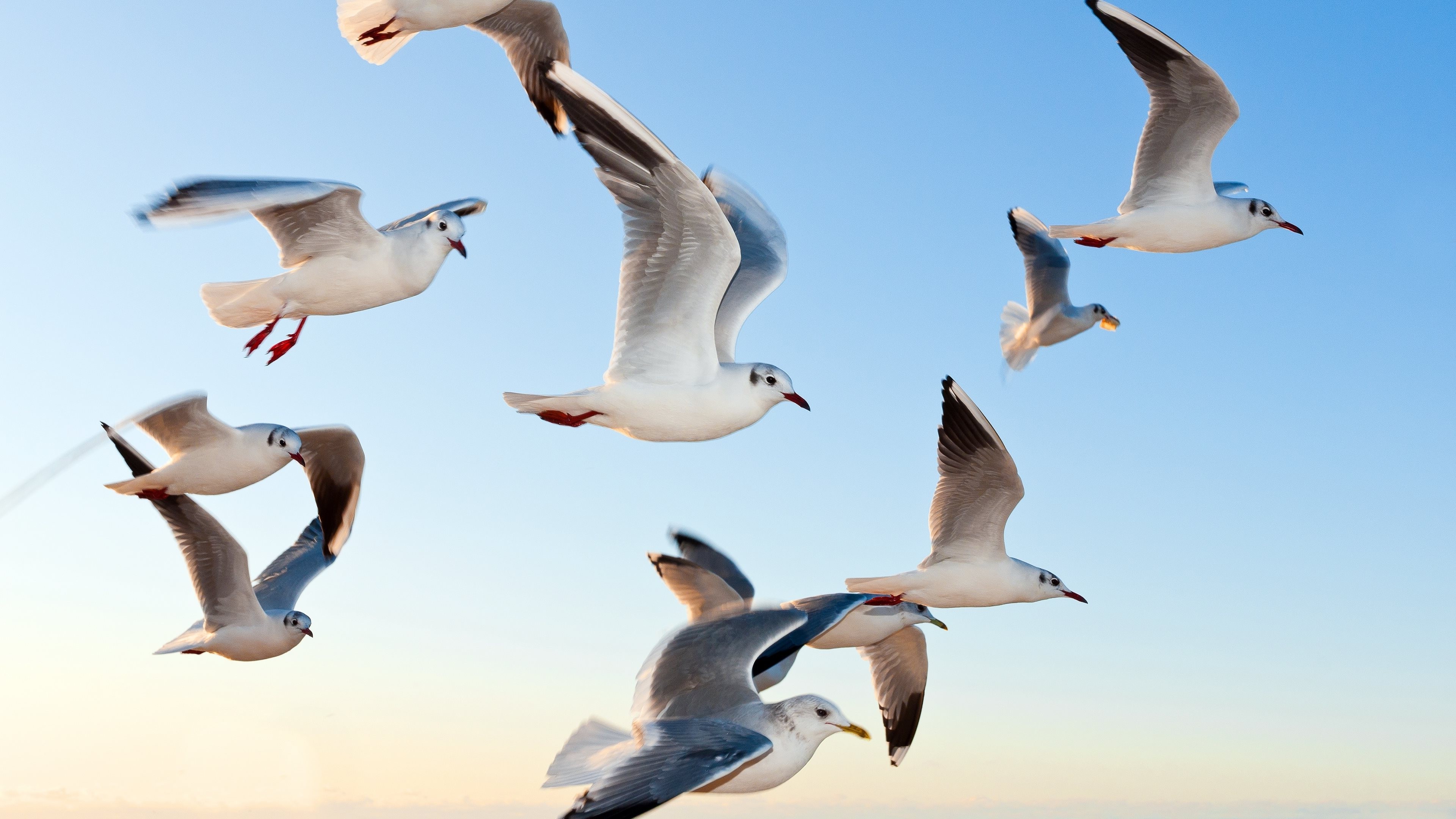 birds seagulls Wallpaper