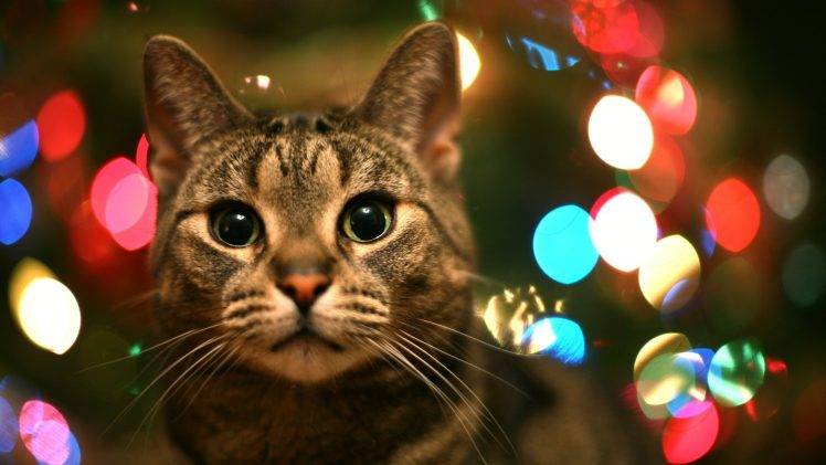 cat lights looking at viewer bokeh HD Wallpaper Desktop Background