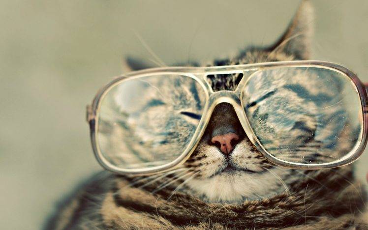 glasses cat closed eyes brown HD Wallpaper Desktop Background