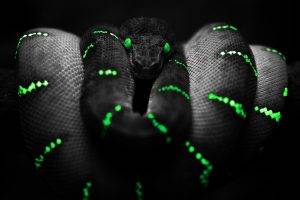 snake green eyes selective coloring boa constrictor
