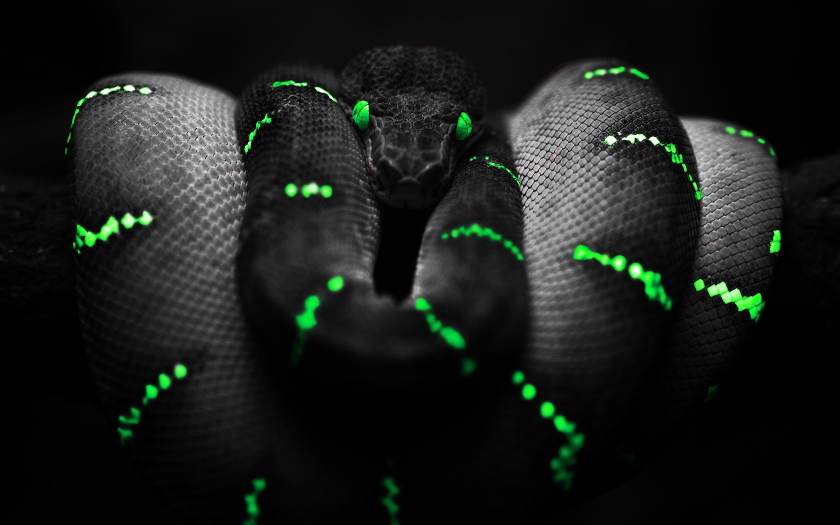 snake green eyes selective coloring boa constrictor Wallpaper