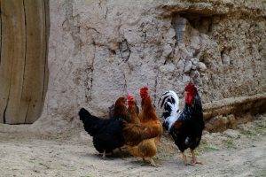 iran chickens birds