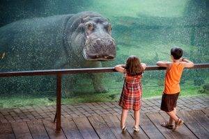 children underwater hippos animals