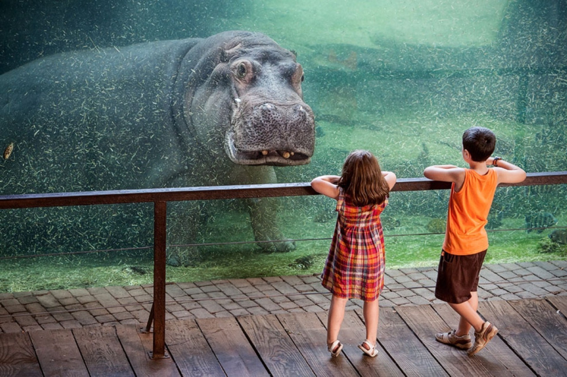 children underwater hippos animals Wallpaper