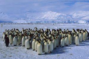 birds snow penguins antarctica mountain