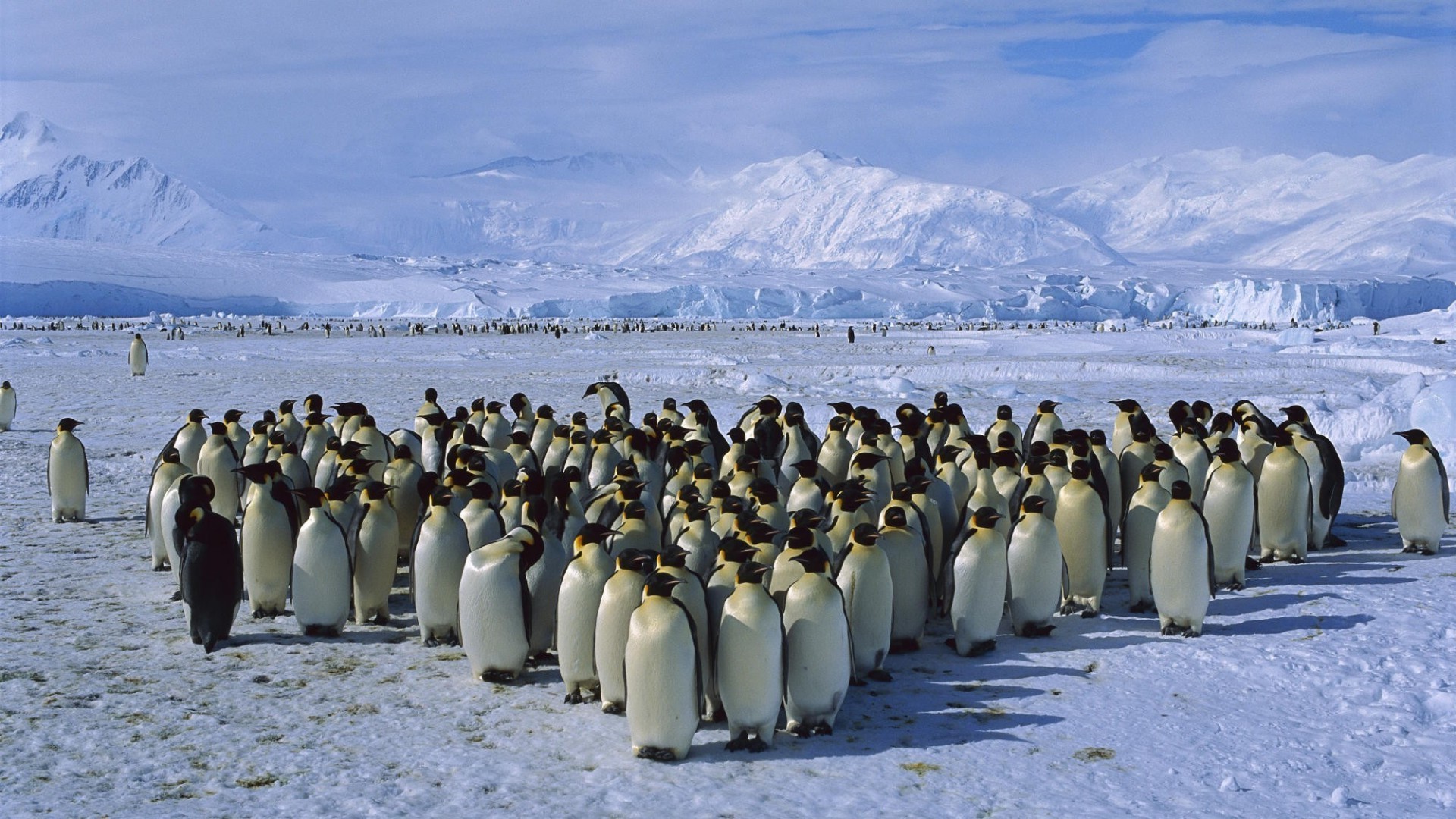 birds snow penguins antarctica mountain Wallpaper