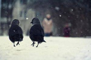 snow birds crow