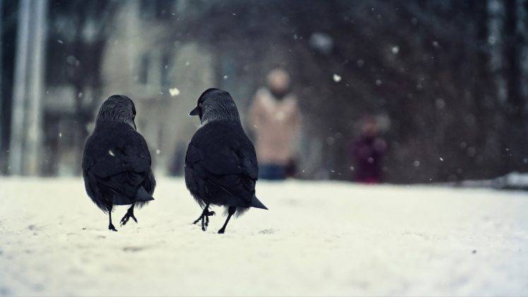 snow birds crow HD Wallpaper Desktop Background