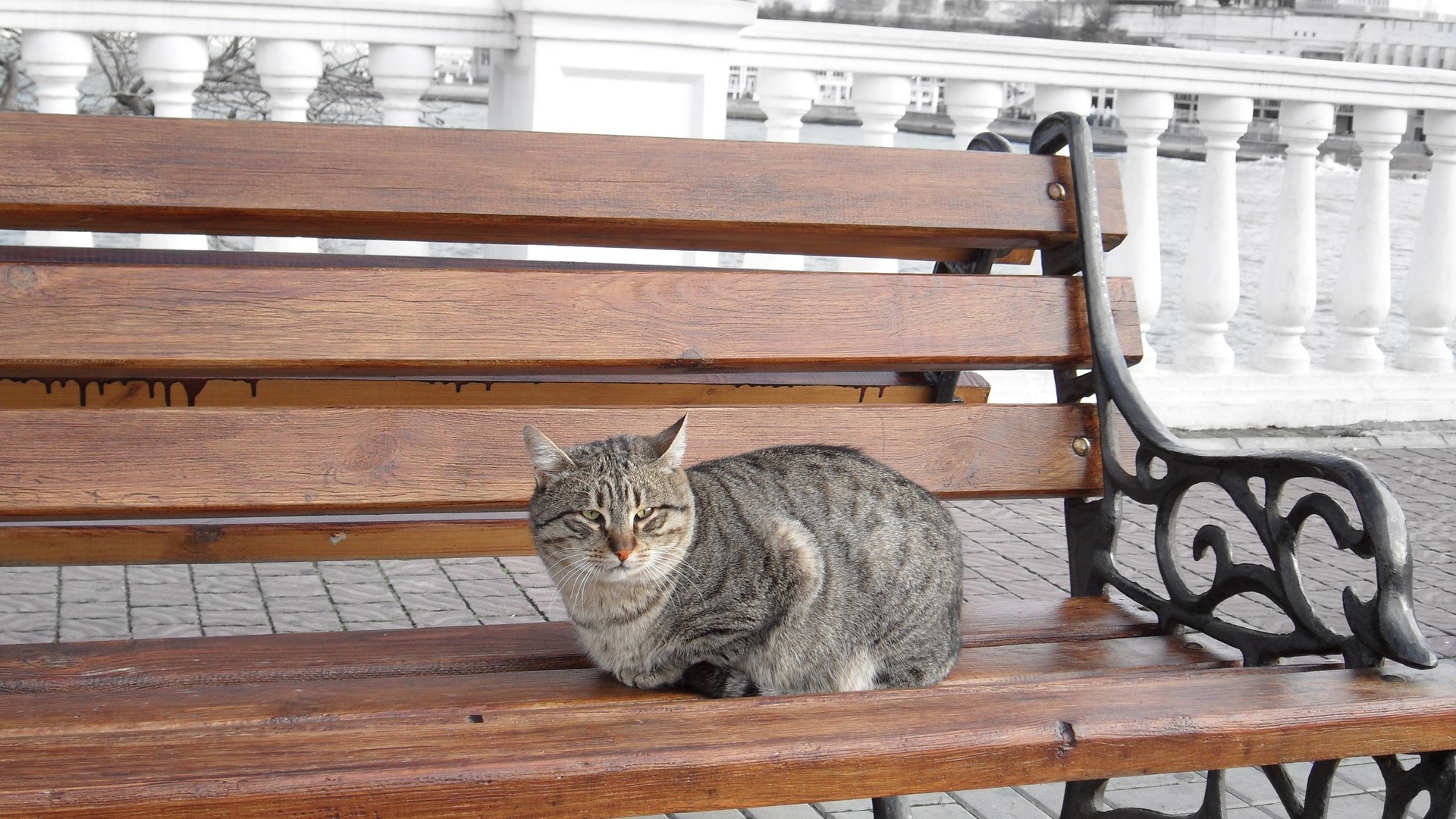 cat Wallpaper