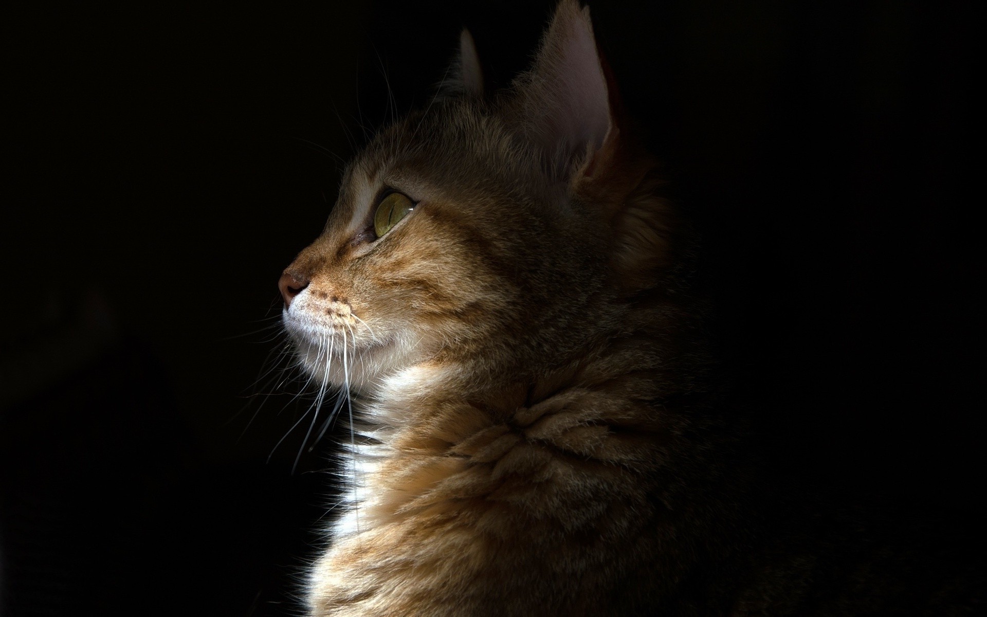 cat Wallpaper