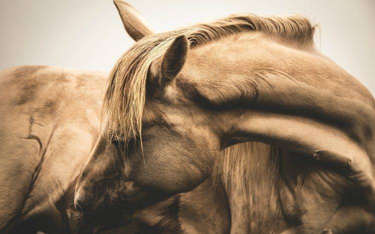 horse sepia HD Wallpaper Desktop Background