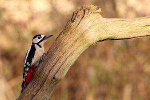 woodpeckers birds branch