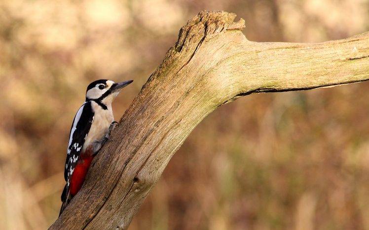 woodpeckers birds branch HD Wallpaper Desktop Background