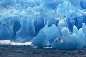 antarctica iceberg birds penguins sea