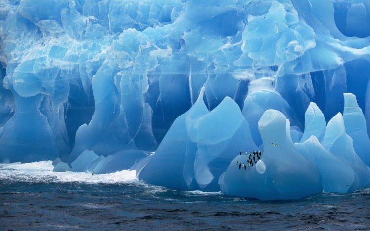 antarctica iceberg birds penguins sea HD Wallpaper Desktop Background