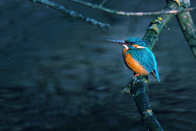 branch water birds kingfisher HD Wallpaper Desktop Background