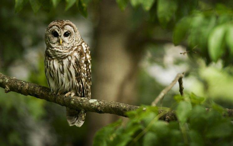 branch owl birds HD Wallpaper Desktop Background