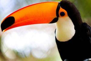 toucans birds