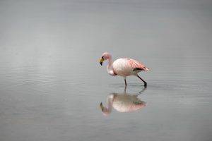 flamingos birds reflection water