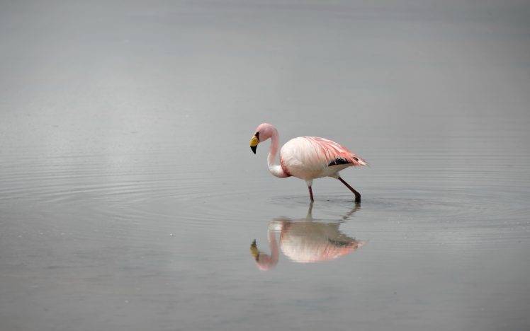 flamingos birds reflection water HD Wallpaper Desktop Background