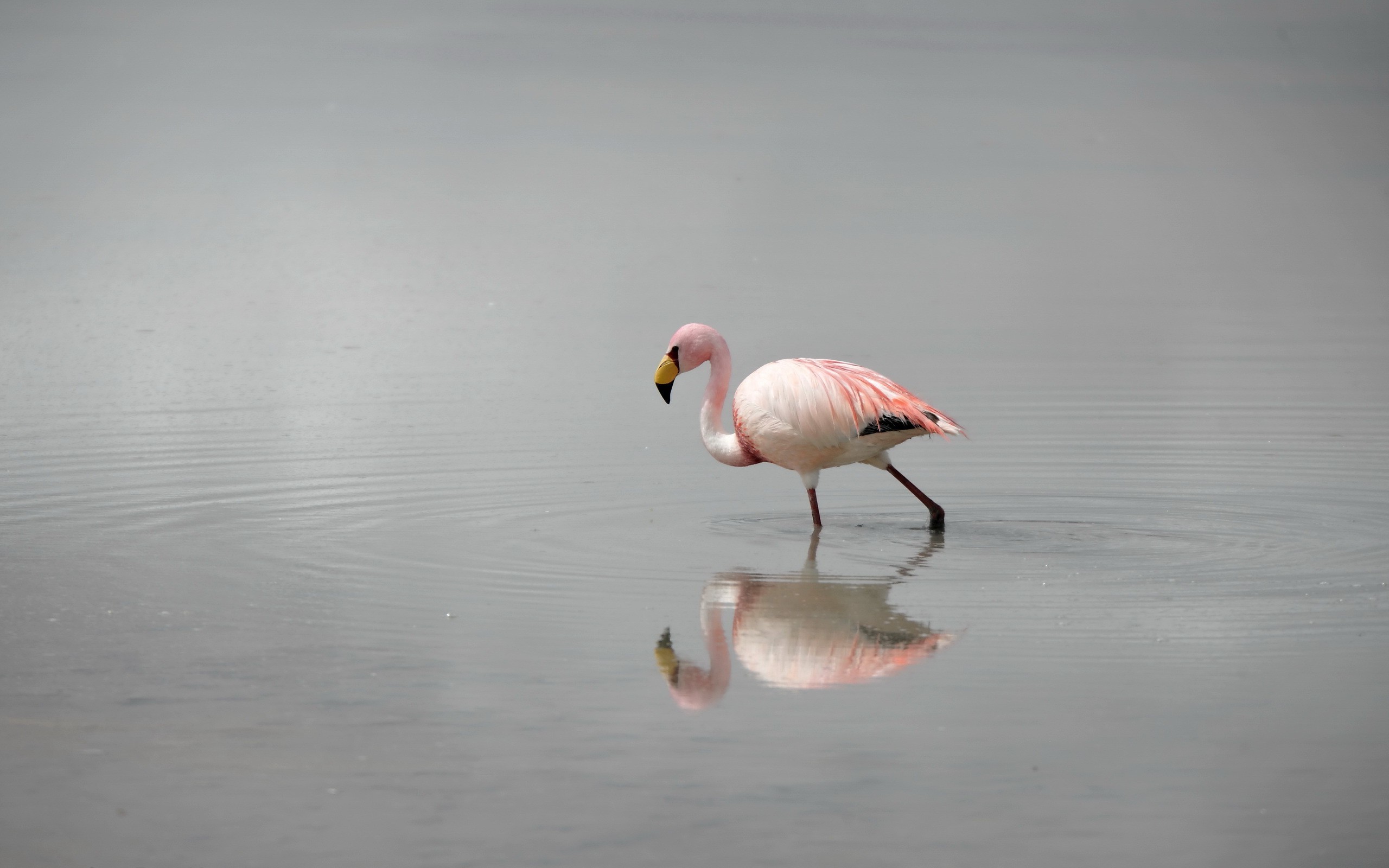 flamingos birds reflection water Wallpaper