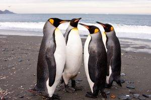 birds beach stones penguins