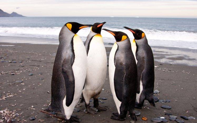 birds beach stones penguins HD Wallpaper Desktop Background