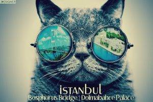 bosphorus konstantinopolis istanbul dolmabahce cat