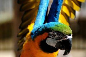 birds orange colorful parrot wings macaws