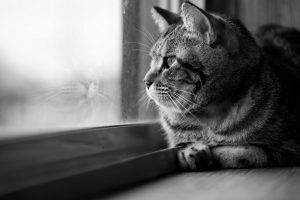 cat window looking away monochrome