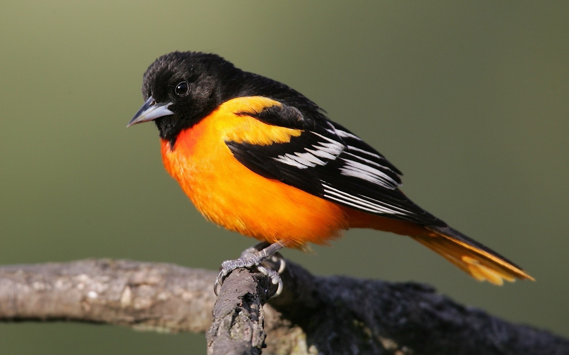 birds Wallpaper
