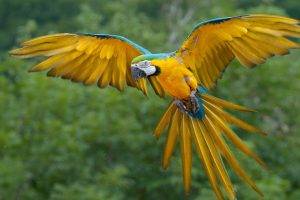 macaws birds