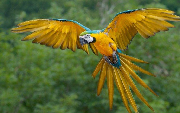 macaws birds HD Wallpaper Desktop Background