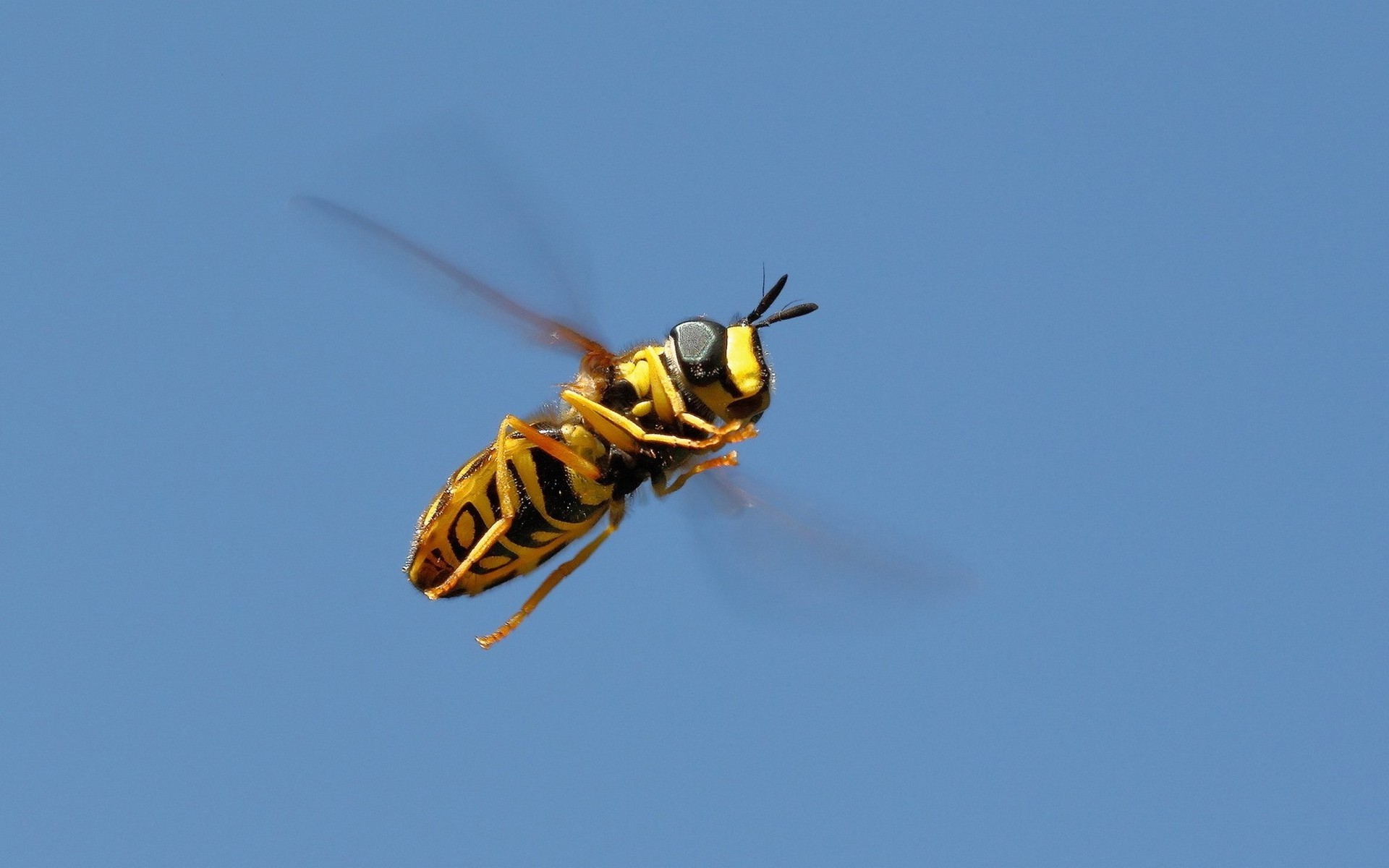 insect bees Wallpaper