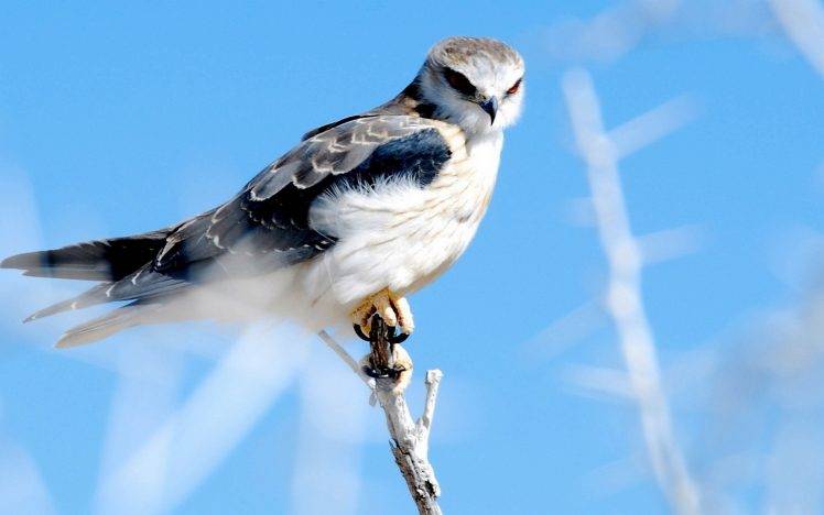 birds hawks kite HD Wallpaper Desktop Background