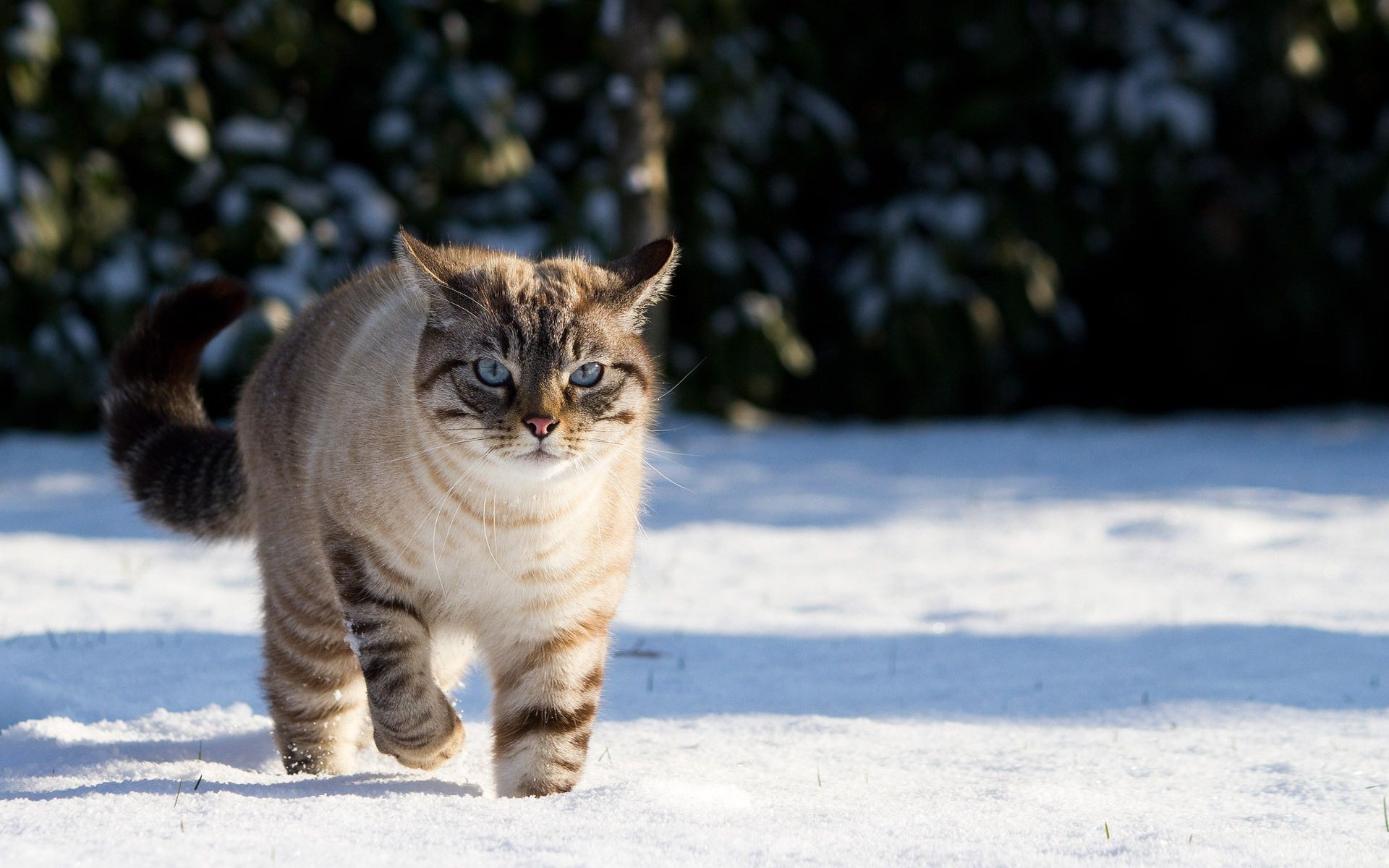 cat snow Wallpaper