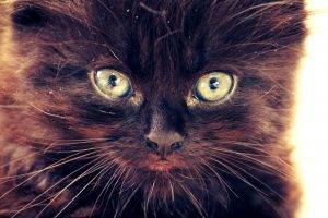 cat black cats taka closeup green eyes