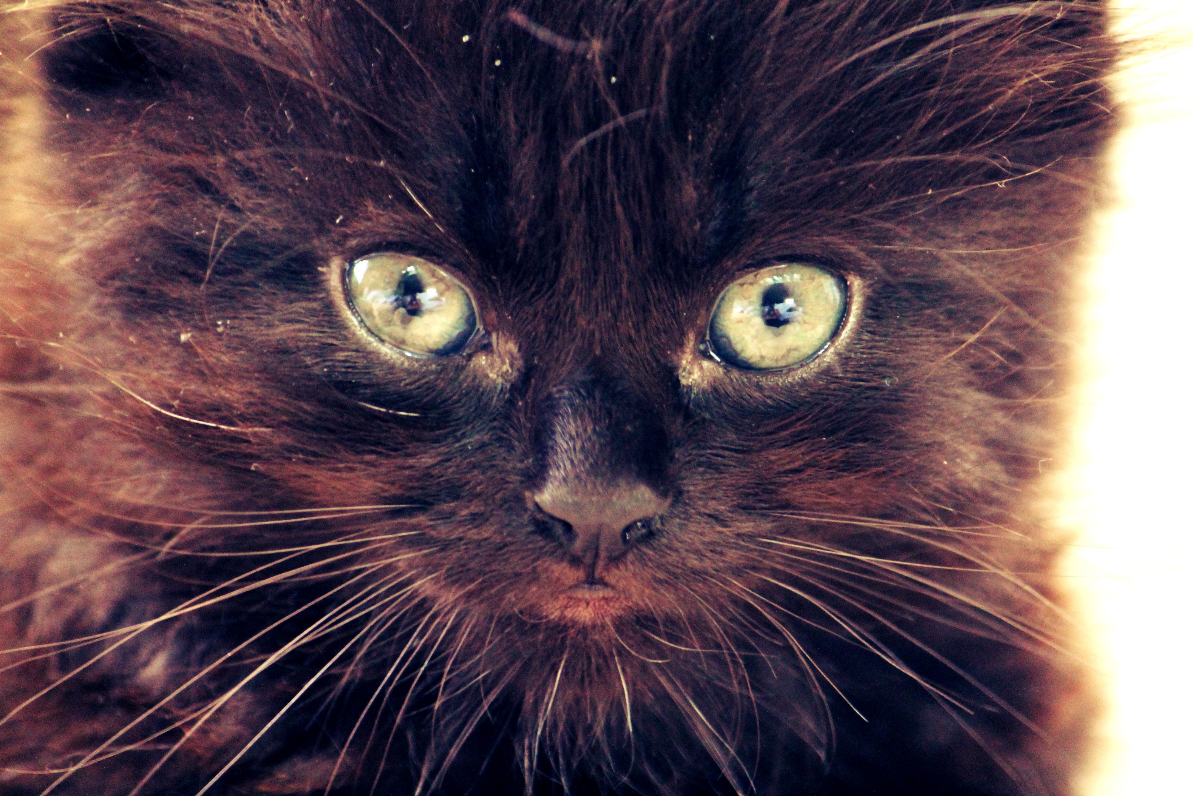 cat black cats taka closeup green eyes Wallpaper