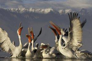 pelicans birds mountain