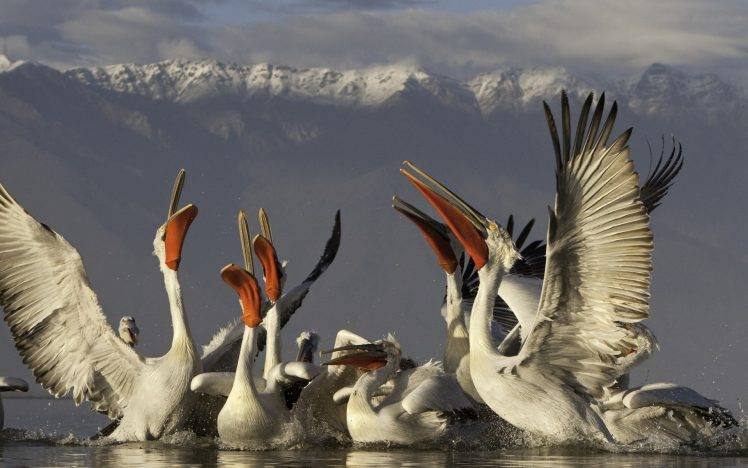 pelicans birds mountain HD Wallpaper Desktop Background